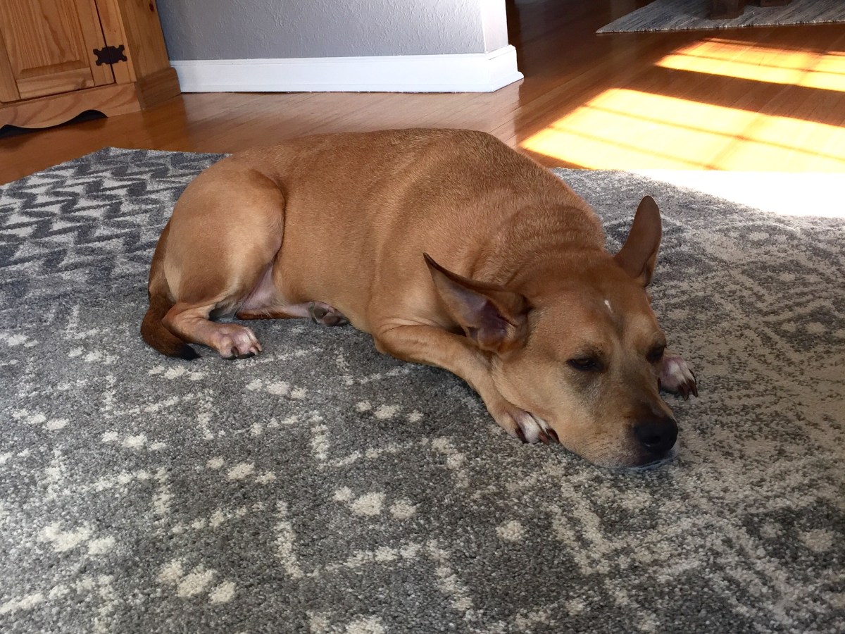 108 Steps to Deodorizing a Dog&nbsp;Home